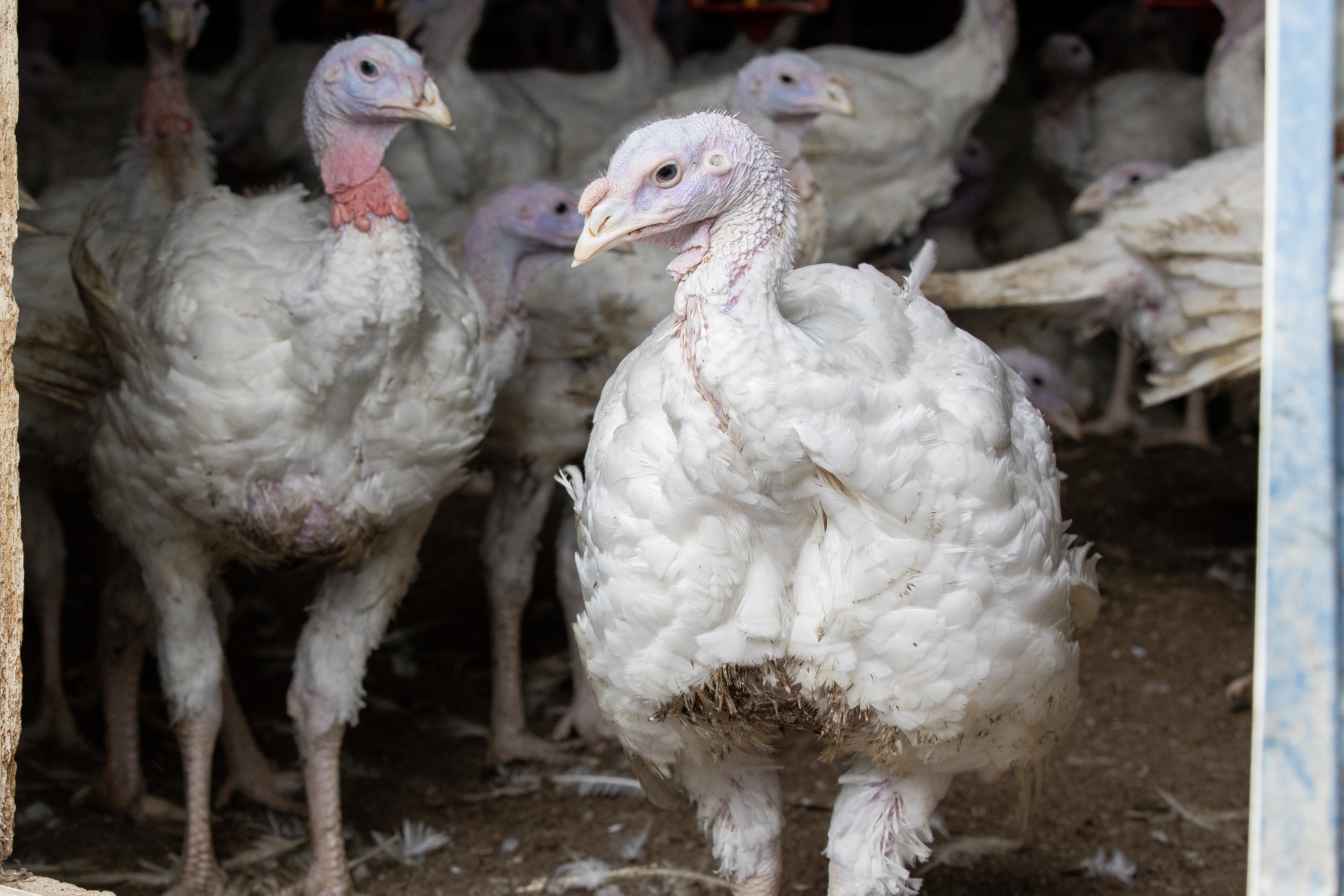 Wenger Group completes acquisition of Plainville Farms