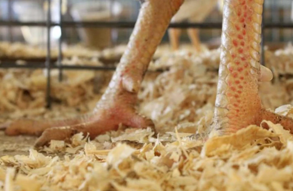 Litter moisture control protects chicken paw sales