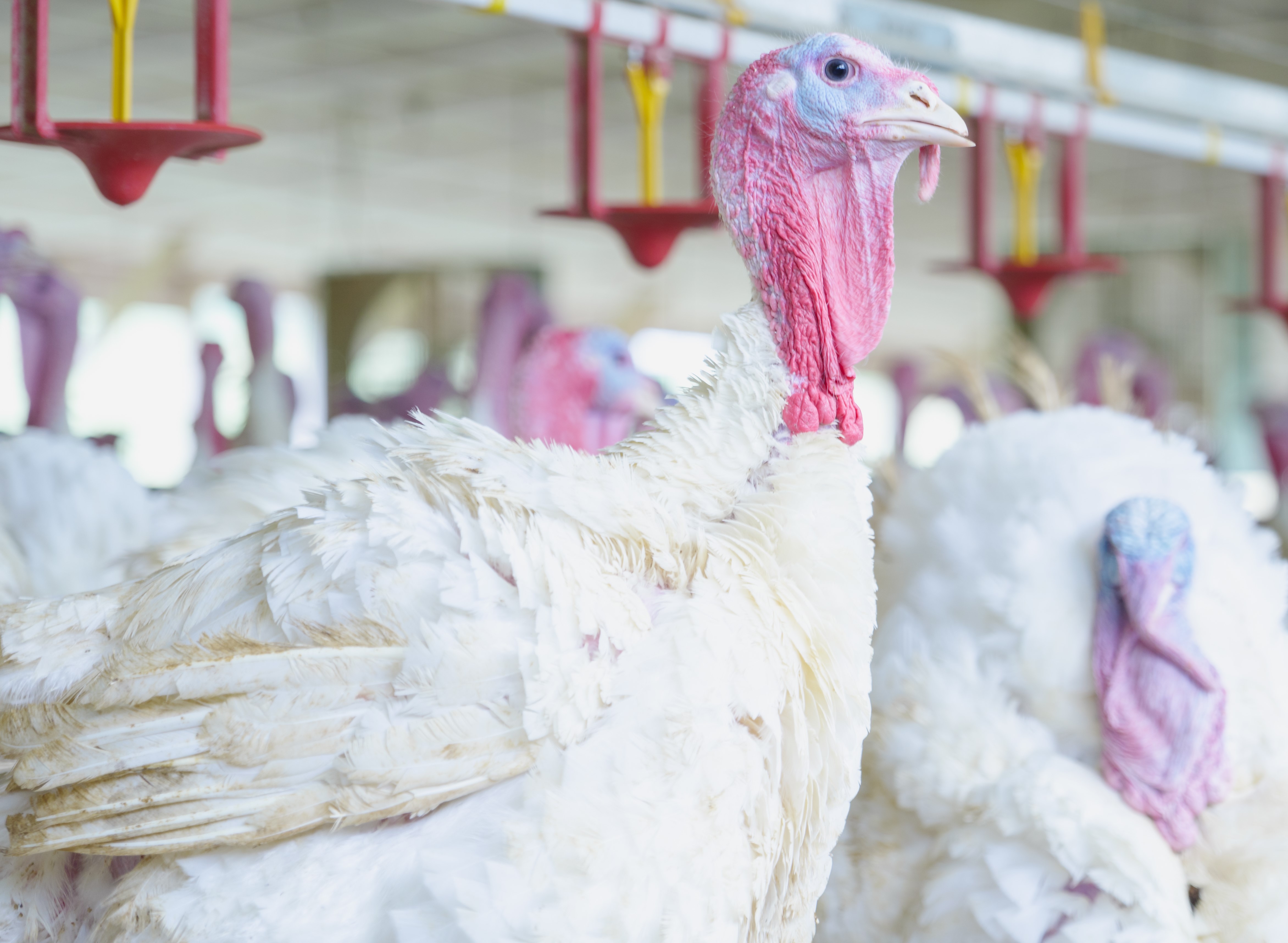 Research: Tryptophan can boost turkey growth in key window
