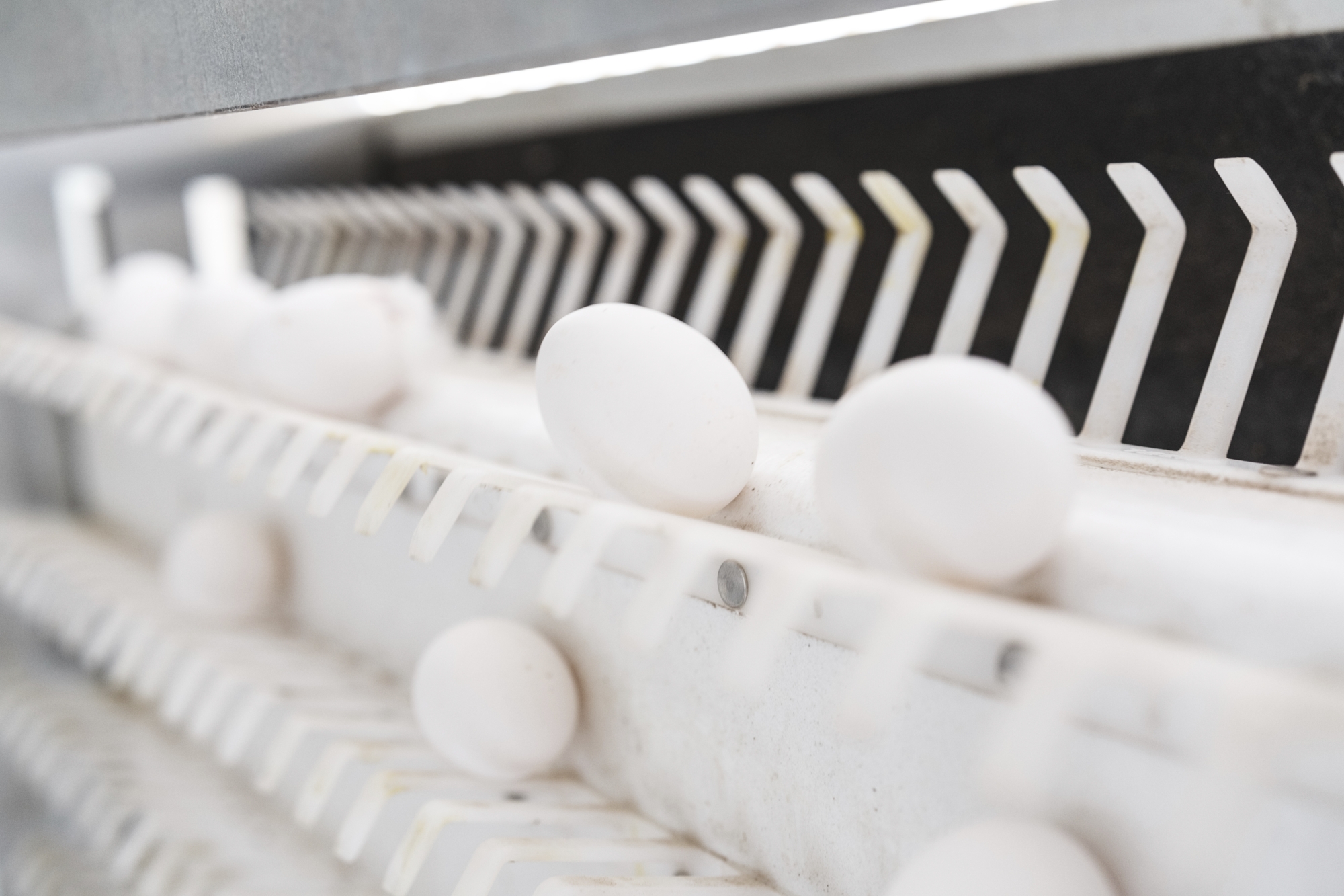 Cal-Maine Foods reports Q4 loss as egg prices hit lows