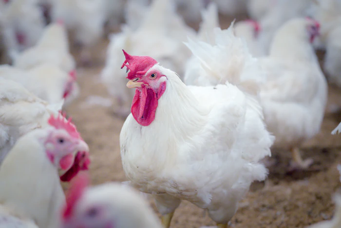 Broiler breeder study challenges assumptions on fertility