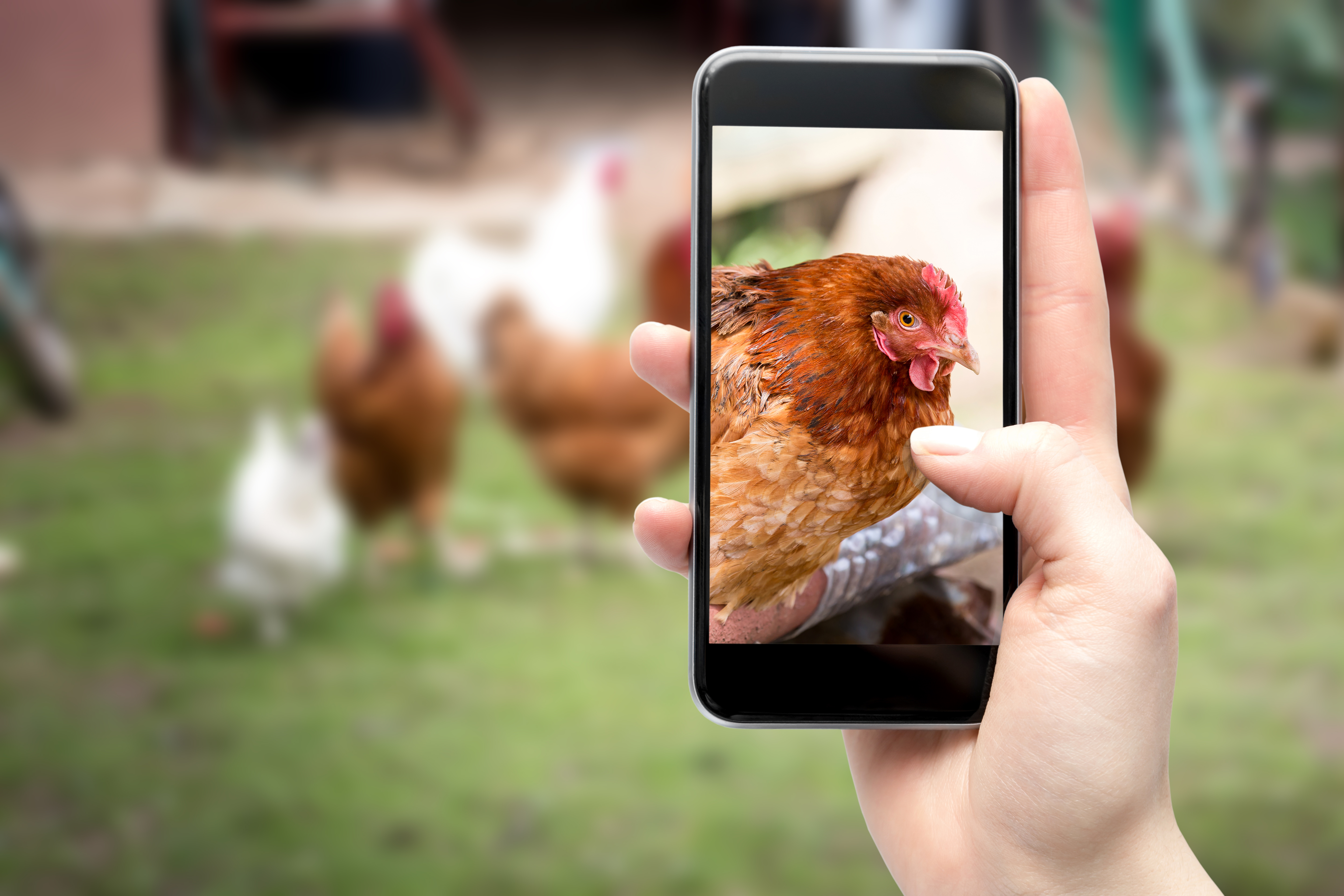 Smartphone AI could one day flag Salmonella in poultry