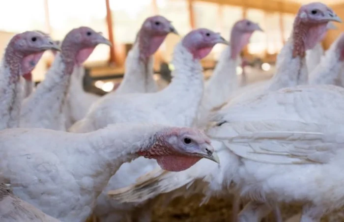 Avian influenza reappears in Minnesota turkeys