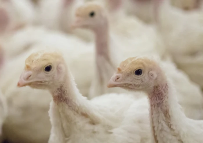 Two South Dakota turkey flocks hit by avian flu