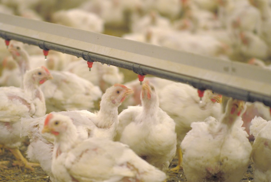 Private investment drives Albanian poultry expansion | WATTPoultry.com