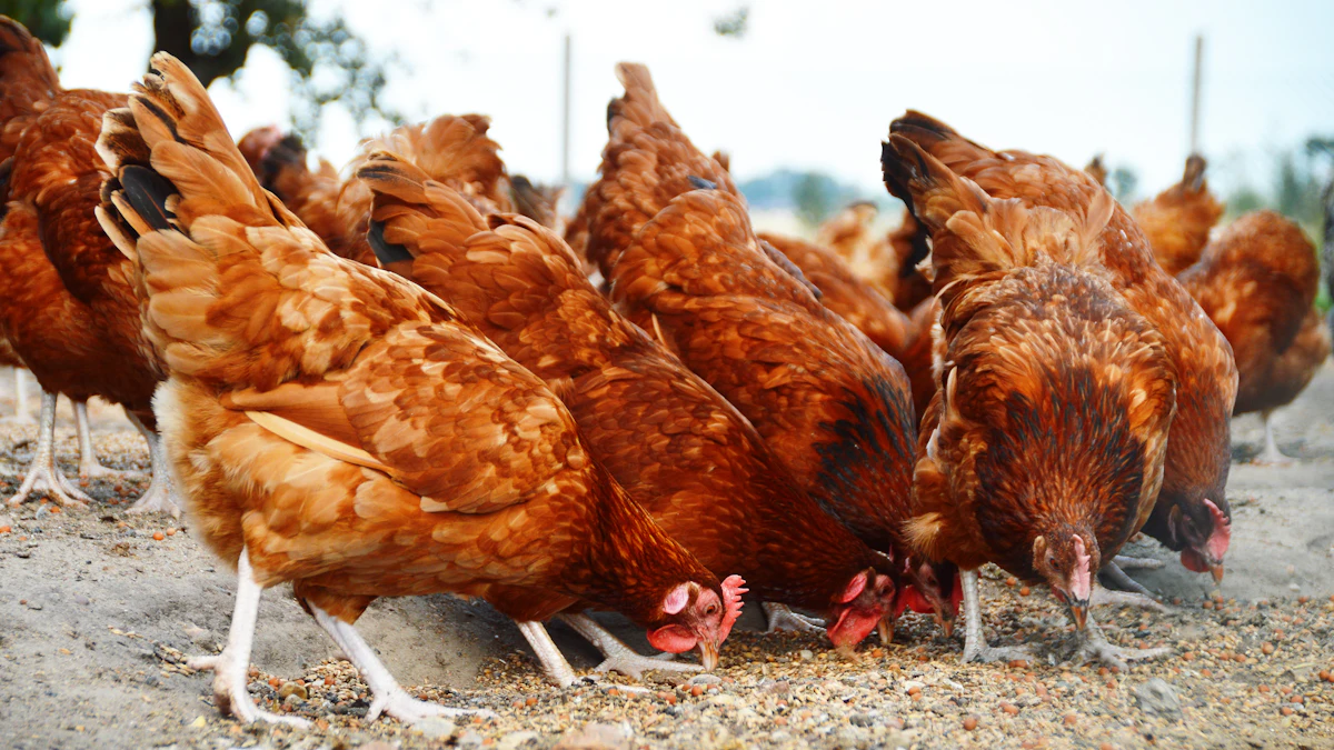Vtal Icon Vital Farms launches free-range egg pilot in southern states ...
