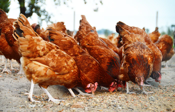 Vital Farms launches free-range egg pilot on east coast