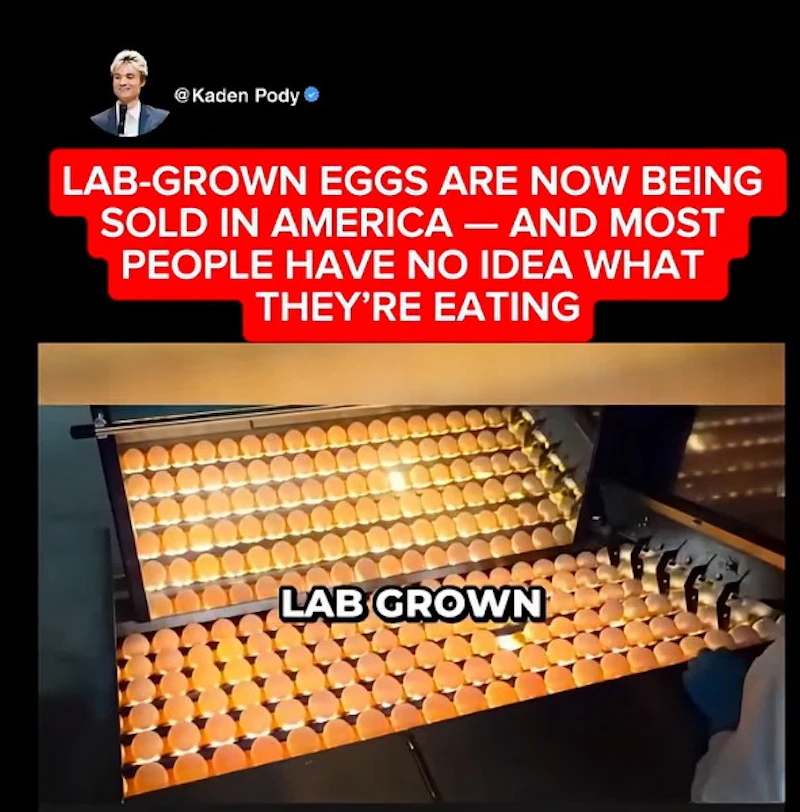Proemoics Icon Cracking open the rumor about lab-grown eggs in US stores | WATTPoultry.com