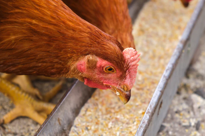 Laying hen bone strength relies on pullet nutrition choices