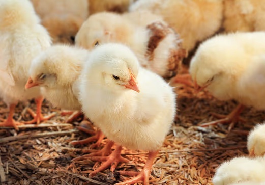 Iberian poultry company consolidation: Lusiaves acquires Padesa ...