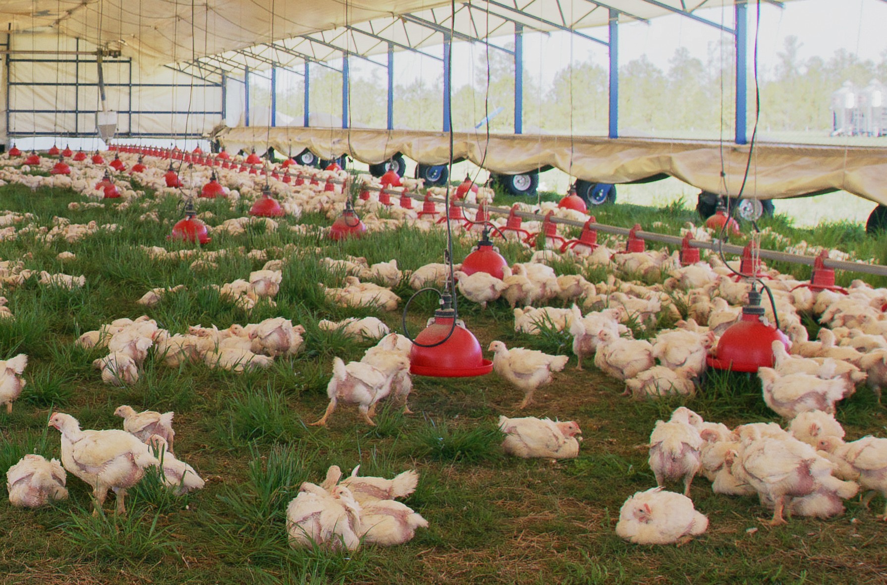 Perdue growers say bird comfort now matters as much as performance ...